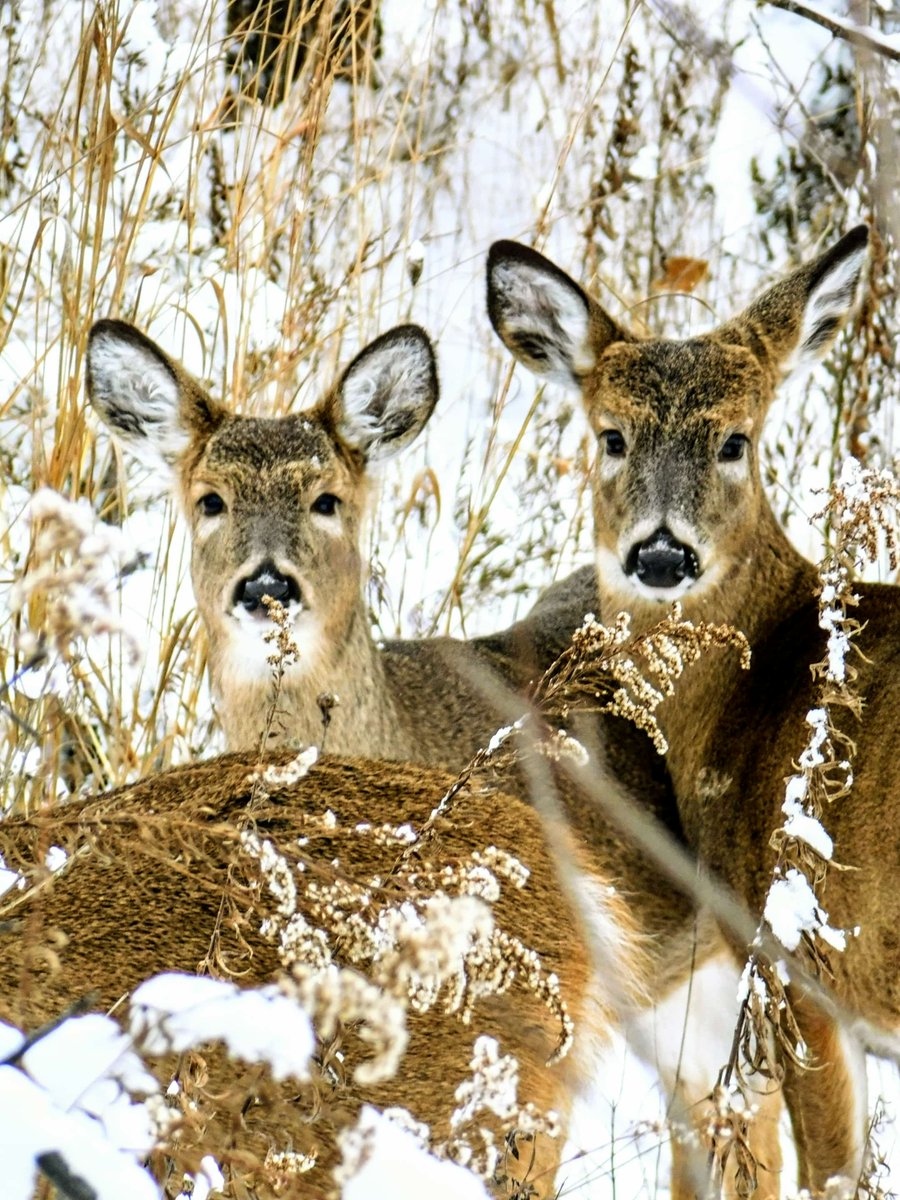 MiamiCoParks's tweet image. Frederick Selanders Jr. shared some photos from today at Hobart Urban Nature Preserve. It's a wintery wonderland! Enjoy!
Thanks for sharing Frederick!