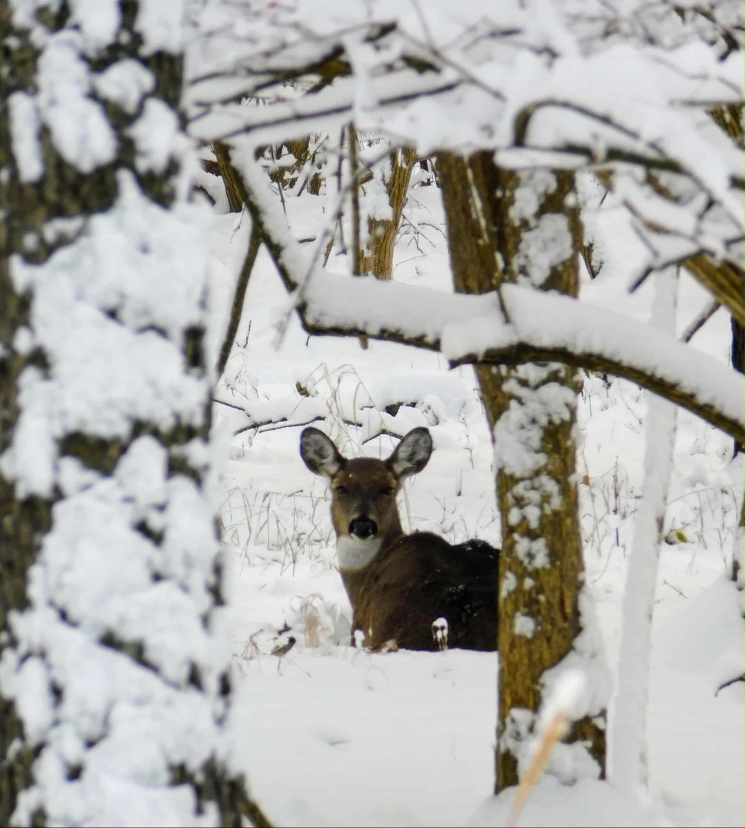 MiamiCoParks's tweet image. Frederick Selanders Jr. shared some photos from today at Hobart Urban Nature Preserve. It's a wintery wonderland! Enjoy!
Thanks for sharing Frederick!