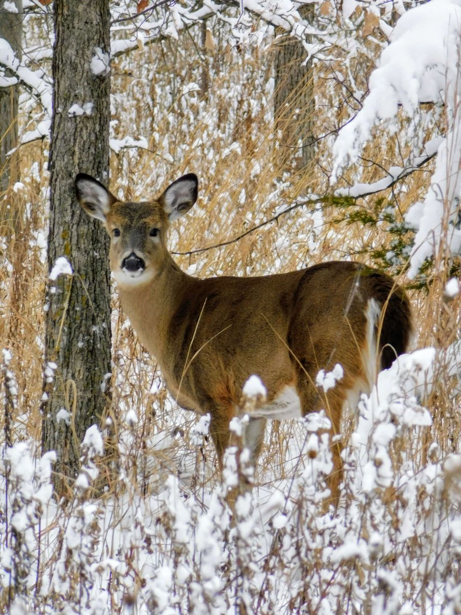 MiamiCoParks's tweet image. Frederick Selanders Jr. shared some photos from today at Hobart Urban Nature Preserve. It's a wintery wonderland! Enjoy!
Thanks for sharing Frederick!