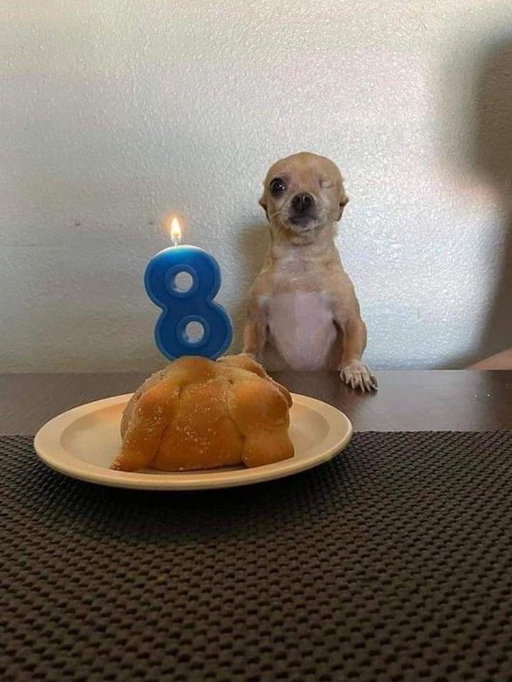 Felicidades  campeón,  8 vueltas al sol. 🥺