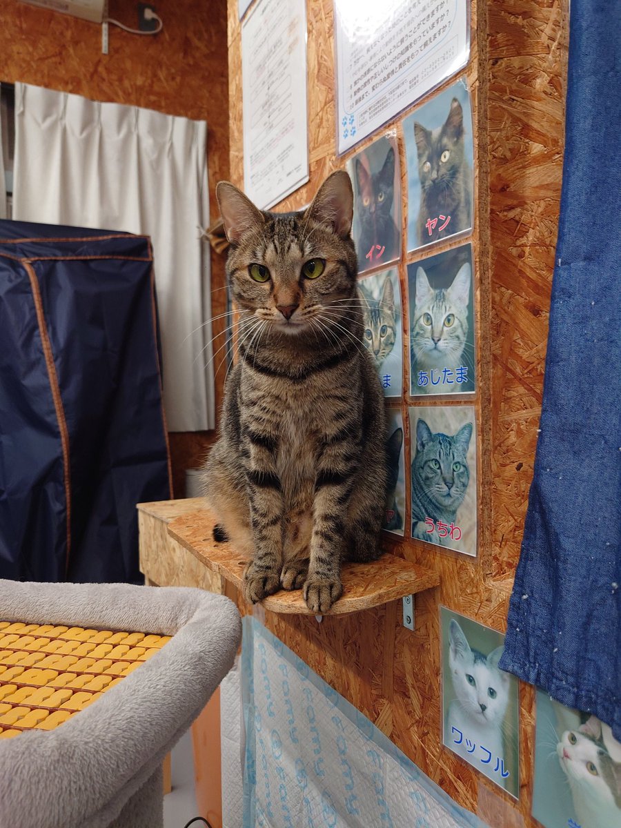 リトルキャッツ