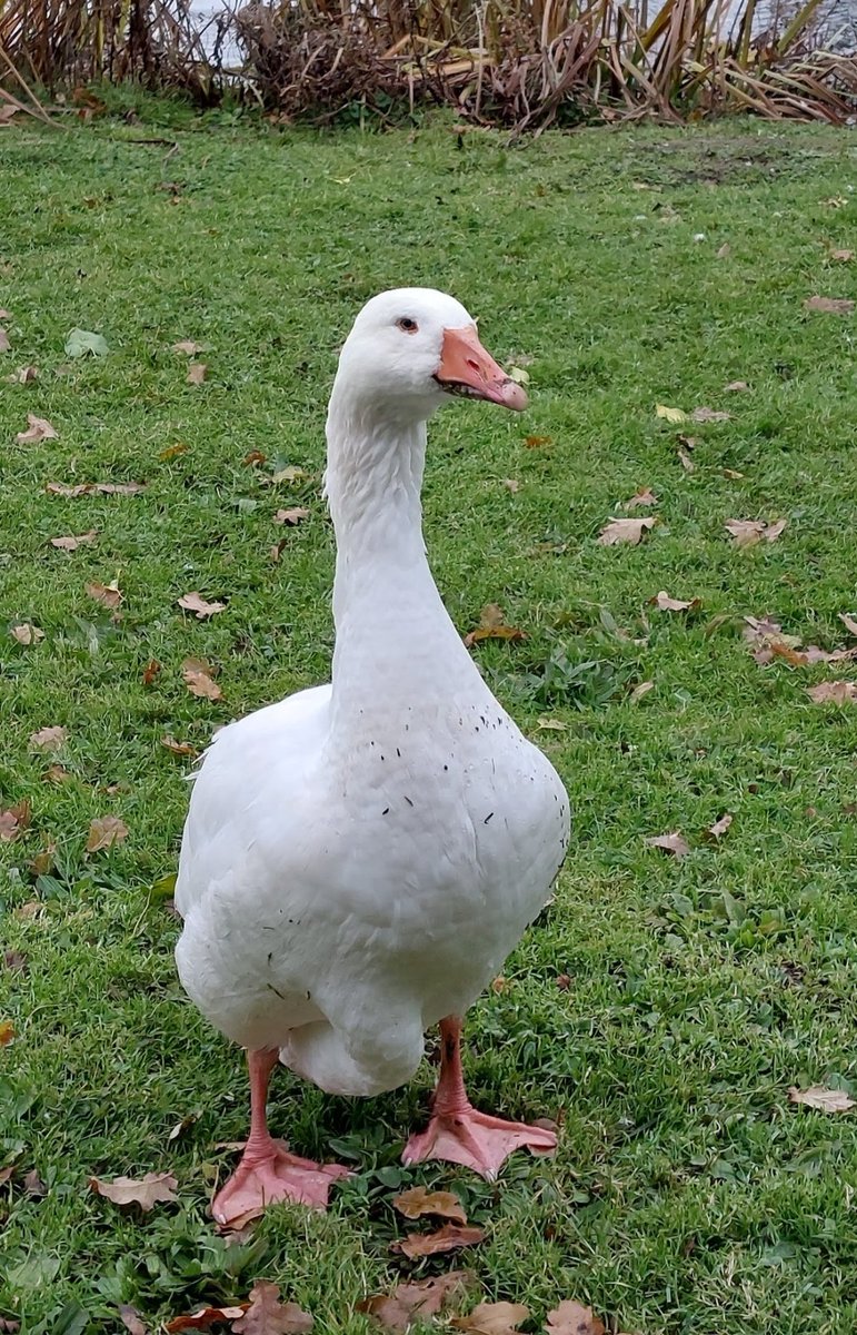 <a href="/DailyPicTheme2/">Daily Picture Theme</a> A fine #goose at Bircham Tofts, Norfolk.