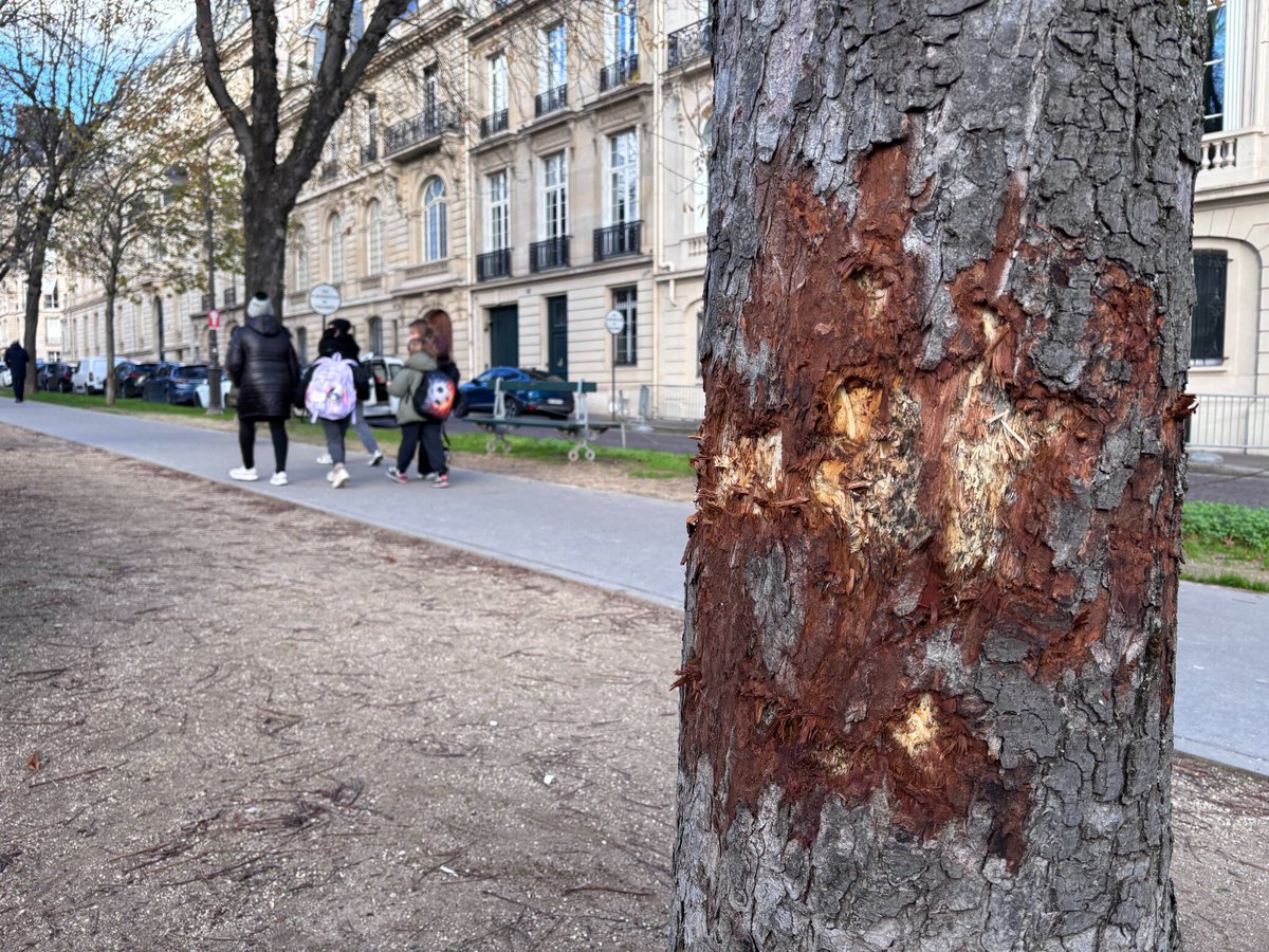 Un préjudice de 400 000 euros : à Paris, près de 80 arbres mystérieusement détériorés dans le XVIe arrondissement
➡️ l.leparisien.fr/mnid