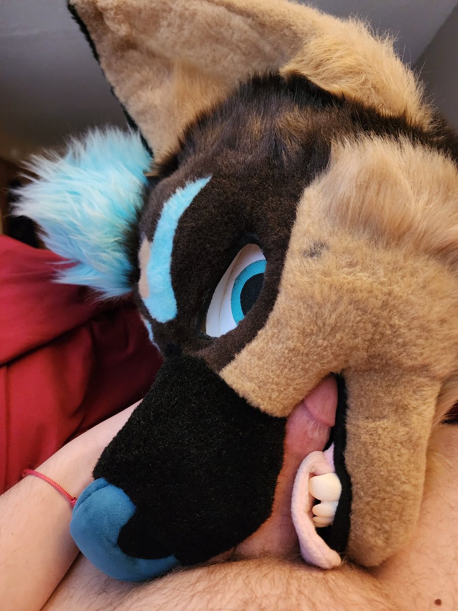 pet coded tweet media