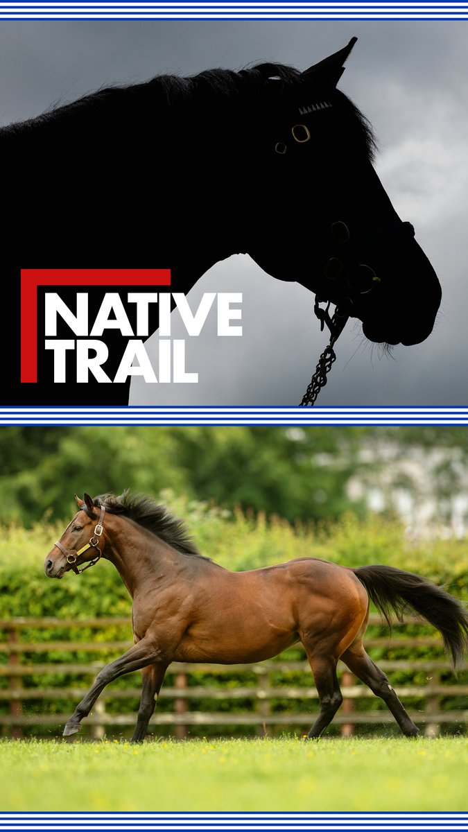 DarleyEurope's tweet photo. 🇮🇪 #WallpaperWednesday 📲

#NativeTrail – the best of his generation and exceptionally good-looking! 👑

The Champion juvenile and Irish 2,000 Guineas winner has the highest-priced foal by a first-crop sire in Europe this year – a colt sold by @OverburySires for 500,000gns to @acestud_ @Tattersalls1766 ✨