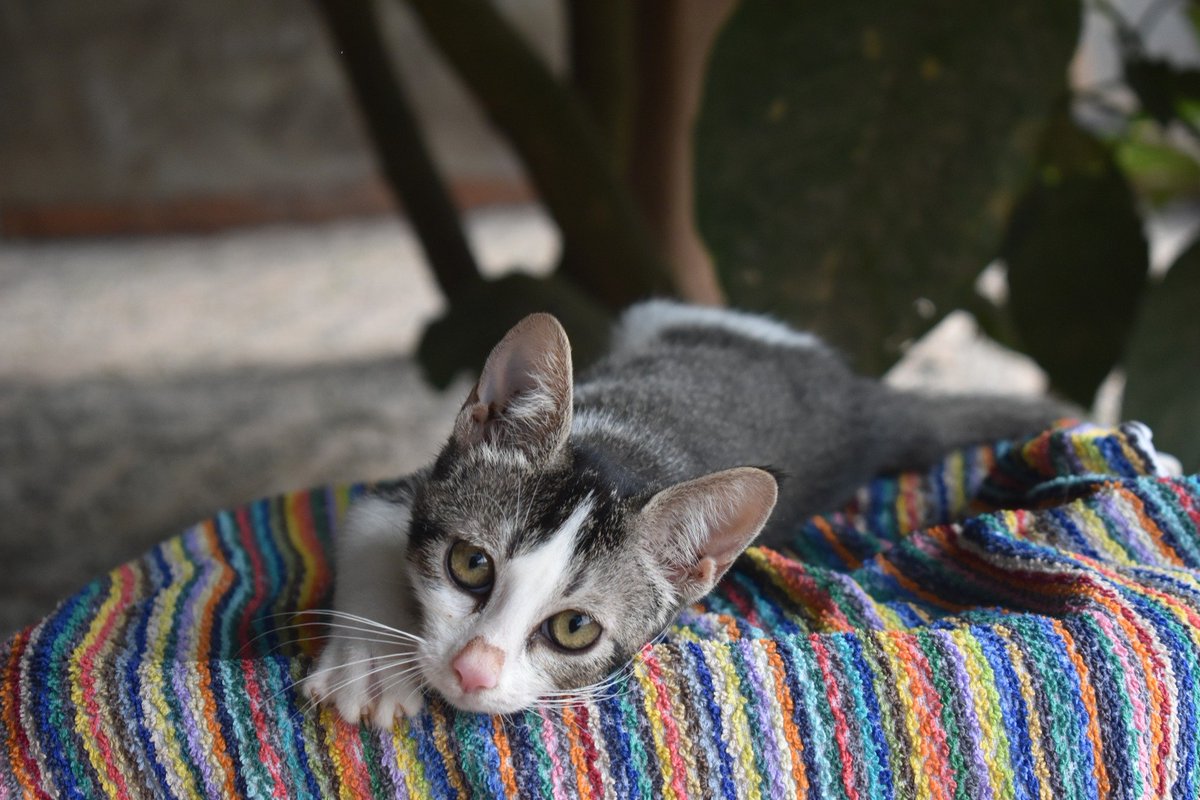 😻 Mora en adopción (Sueca, València)
Parda y blanca, con unos ojazos saltones que te hipnotizan 👀✨.
Dulce, curiosa y lista para encontrar un hogar donde la quieran para siempre 🏡💖

📲 621260314
👉 Protocolo: bit.ly/ProtocoloAdopc…