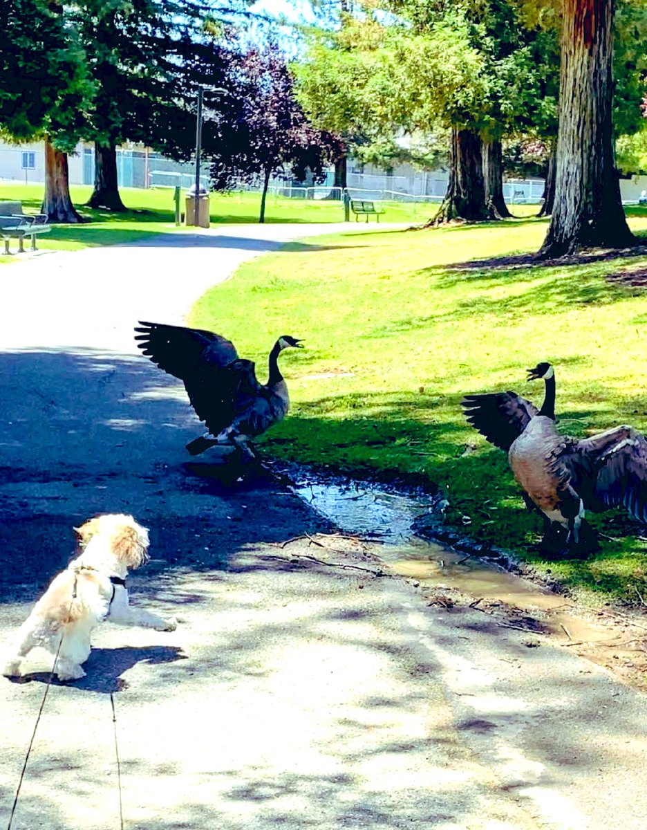 <a href="/DailyPicTheme2/">Daily Picture Theme</a> My apologies, I'm guilty of egging Charlee. She wanted to play with a #goose.  They didn't want to play with her. 

#DailyPictureTheme