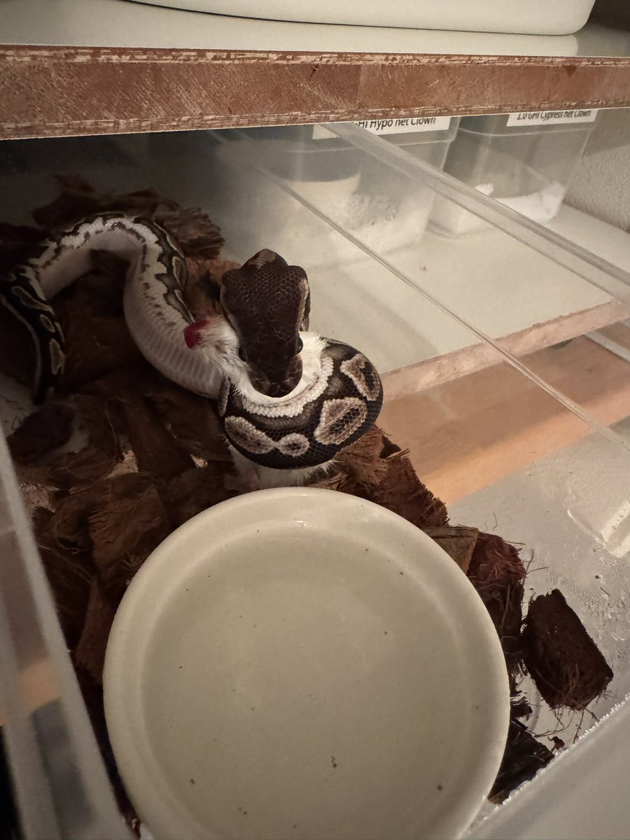 夜中の出来杉タイム🕛🐍
みんな優秀でみんないい