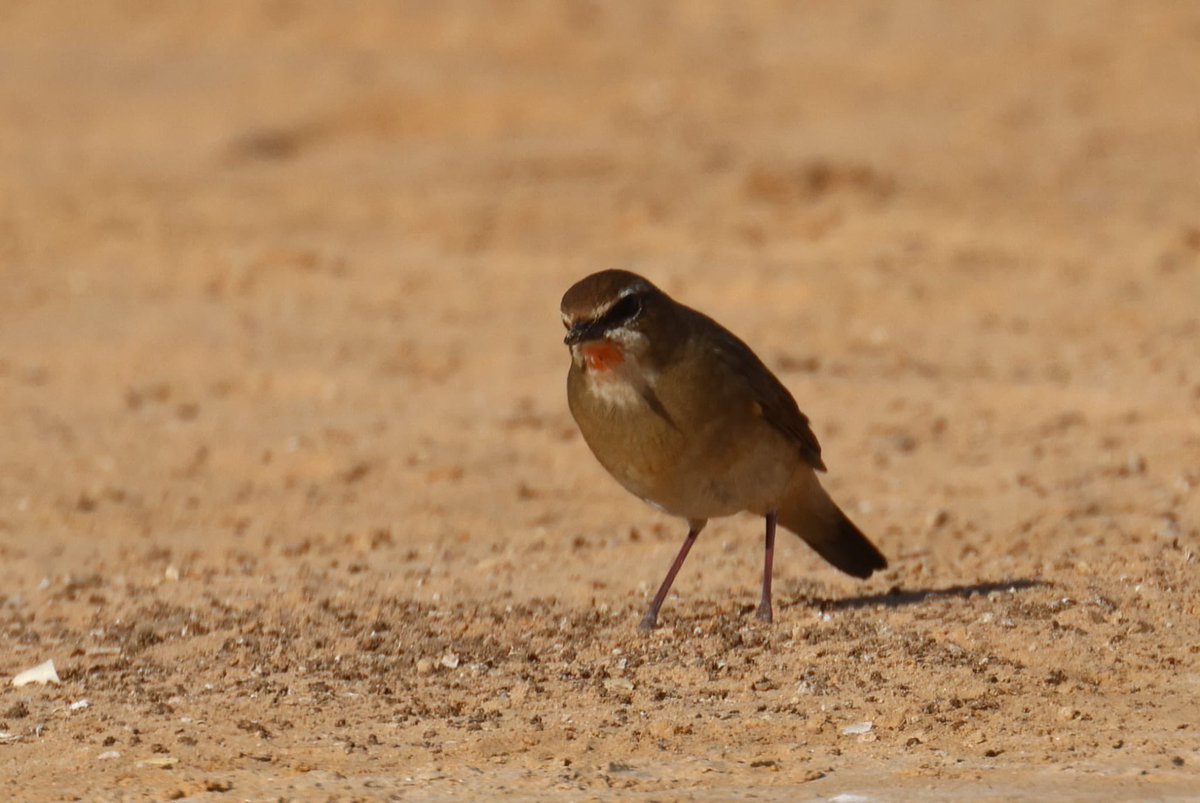 OmanBirding's tweet image. **** MEGA ALERT ****
The 1st Siberian Rubythroat for Oman was found today by David Wood at a Shell petrol station north of Haima!!!!!
#oman #omanbirding