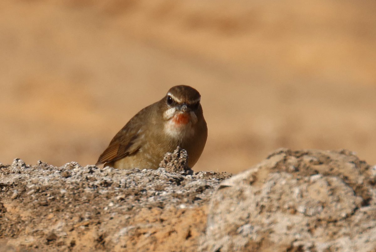 **** MEGA ALERT ****
The 1st Siberian Rubythroat for Oman was found today by David Wood at a Shell petrol station north of Haima!!!!!
#oman #omanbirding