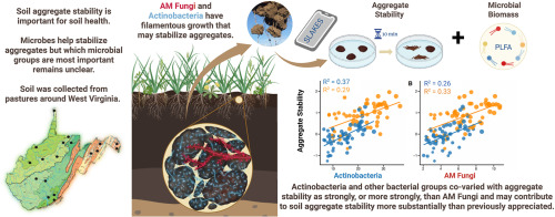 Ember_Morrissey's tweet photo. Actinobacteria: an overlooked source of soil aggregate stability ? 
https://t.co/EmbAtYwK0C https://t.co/0UJYJYSJmX