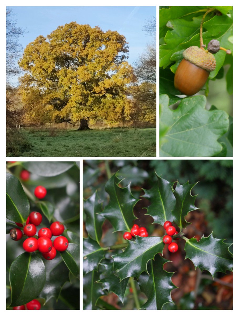 Tree_Folklore's tweet image. With its roots tangled deep in Irish mythology, the tale of the Oak King and the Holly King carries an ancient magic 🌳🍒

In modern lore, their power shifts at the Solstices with the Oak King teaching his peak in midsummer before being cast down by the Holly King, who in turn…