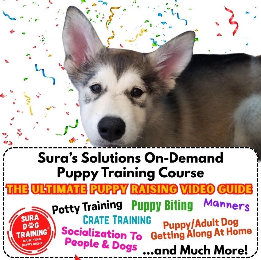 Sura Dog Training tweet media