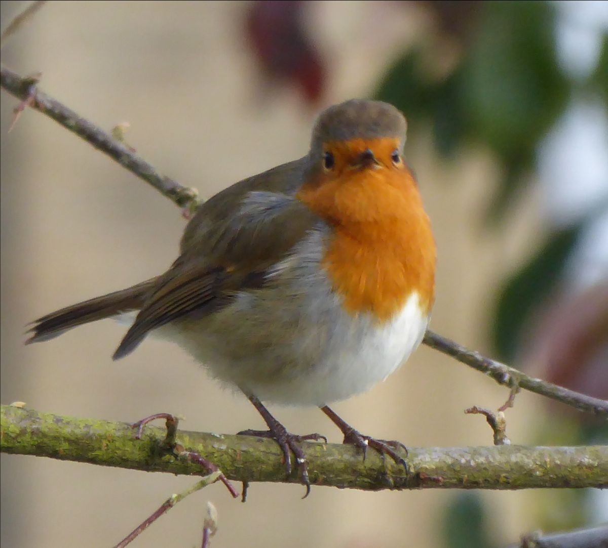 Friends of the Dales tweet media