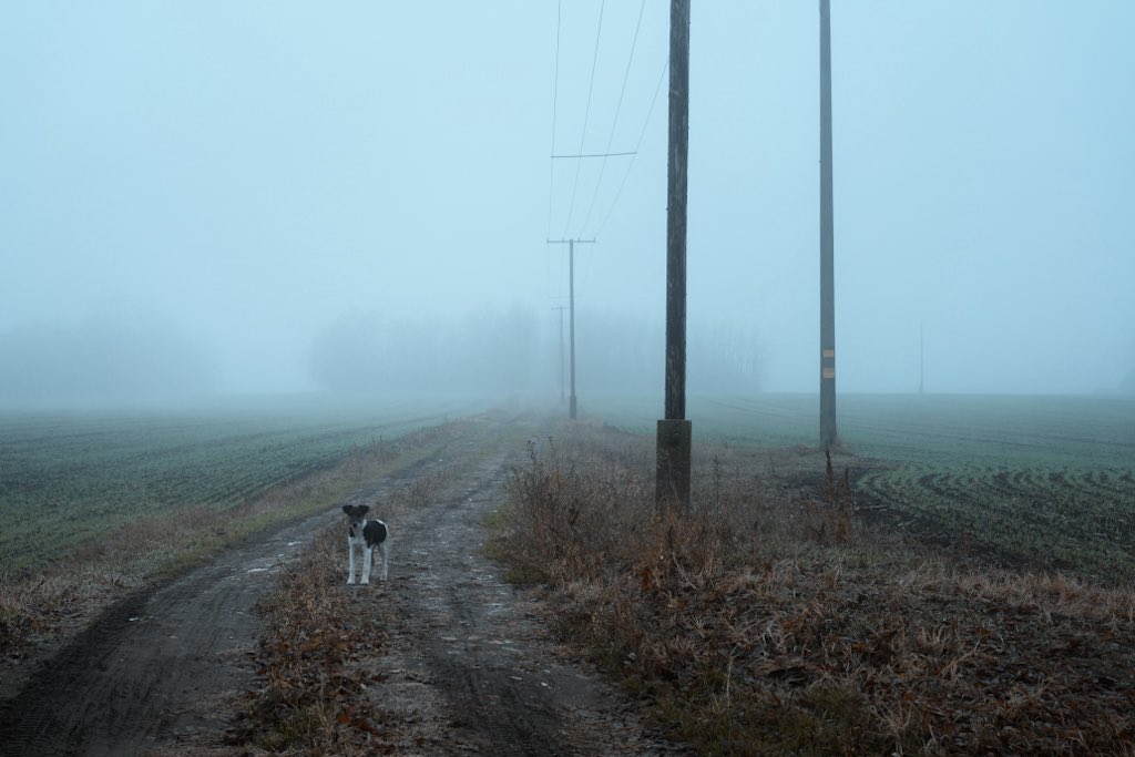 aliz_vekony's tweet image. Hungarian countryside