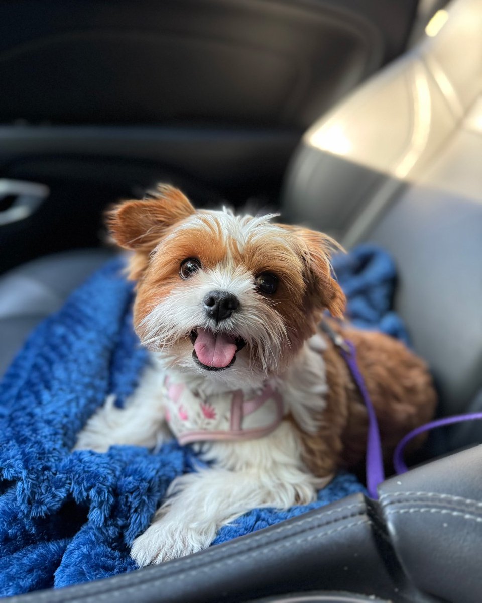 SPCAINT's tweet image. Proud to support @BrotherWolfAnimalRescue's Stay Together program, helping families stay with their pets!

#SPCAI #ShelterSupport #StayTogether #AnimalWelfare