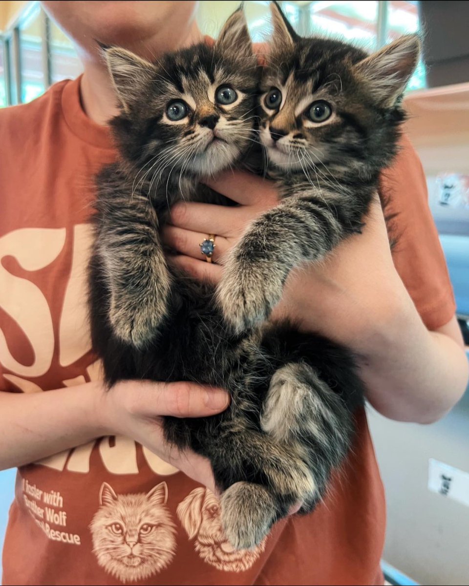 SPCAINT's tweet image. Proud to support @BrotherWolfAnimalRescue's Stay Together program, helping families stay with their pets!

#SPCAI #ShelterSupport #StayTogether #AnimalWelfare