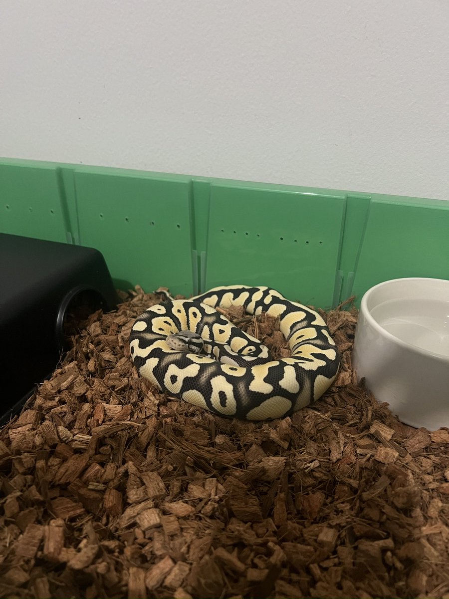 JulianJulizm's tweet image. First day in the tub.

Big poop💩 came instantly.

Definitely have a great metabolism, considering she&apos;s in a very fit and slim shape.

#ballpython