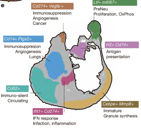 We discovered neutrophils organize into a finite set of 7 transcriptional “hubs,” each linked to specific functions:
· PreNeu &amp; Immature hubs 
· Immune-silent hub (circulating, quiescent)
· IFN-response hub (antiviral)
· Two immunosuppressive/angiogenic hubs
· Ag-presenting hub