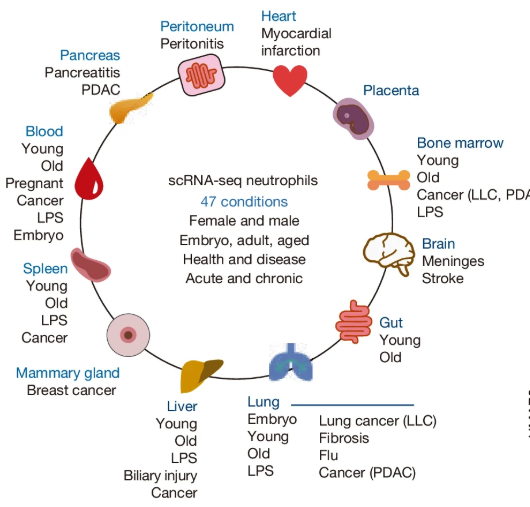 NeuMap was constructed using scRNA-seq of ~130,000 neutrophils from bone marrow, blood, lung, liver, gut, tumors, infections, and more—spanning health, inflammation, cancer, and development. This isn’t just another dataset—it’s an integrative map of neutrophil states. 🧭