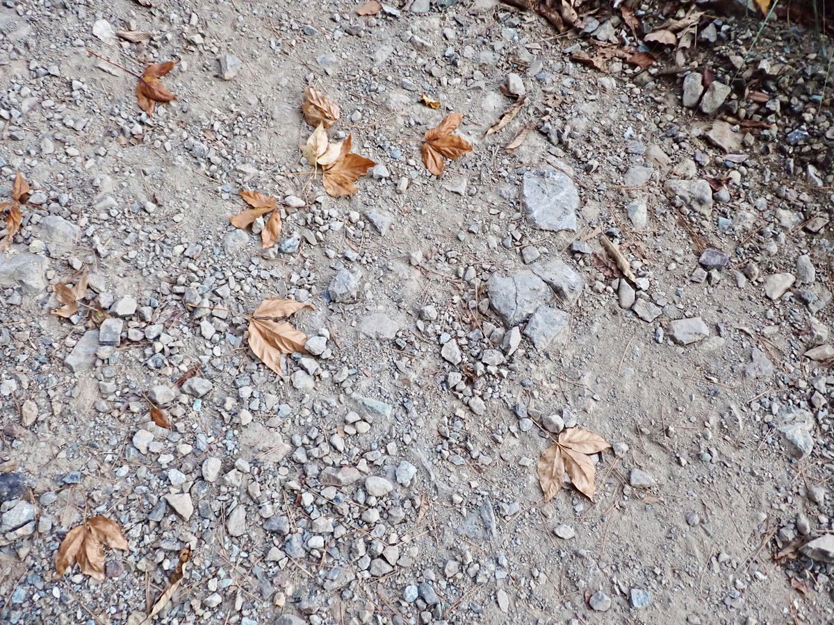 タカノツメ？

散った葉を見て存在に気づく