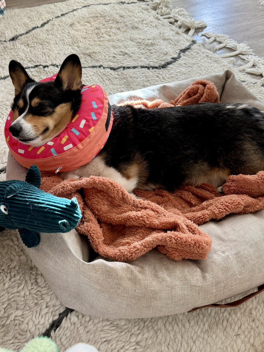 PancakeXcat's tweet image. She’s discovered it can be pillow 😴🍩