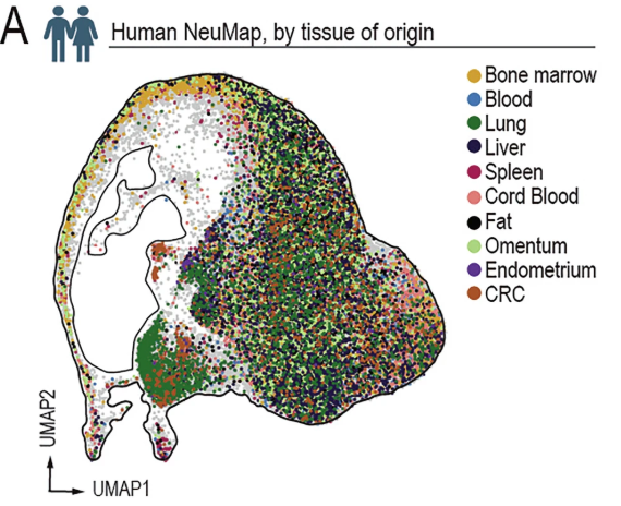 Importantly, NeuMap’s architecture is conserved across sex, genetic background, environmental conditions, AND in humans. We mapped human neutrophil data from healthy, cancer, and lupus samples across 10 different tissues onto NeuMap and identified conserved hubs. 🌍👥