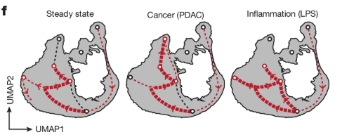 These hubs aren’t isolated—they’re connected by maturation and activation trajectories that shift during health, cancer, or inflammation. RNA velocity and timestamp experiments revealed that neutrophils follow preferred paths depending on the physiological context. 🔁