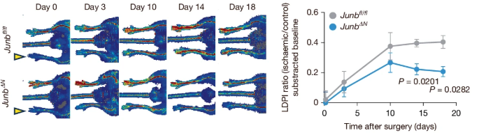 Using multi-omics (DOGMA-seq), we found that key transcription factors like JUNB control angiogenic and immunosuppressive states. Neutrophil-specific deletion of Junb impaired tissue revascularization and blunted tumor growth—validating NeuMap’s predictive power. 🧪