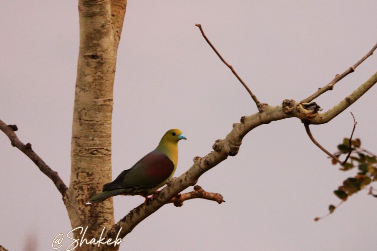 Wedge-tailed Green-pigeon
#Pigeons #pigeon #birds #BirdsSeenIn2025 #birdsworld #travelphotography #wildlife #WildlifeConservation #NaturePhotography #NatureBeauty #Canon #Nepal <a href="/birdlifenepal/">BCN</a> <a href="/nepaltourismb/">Nepal Tourism Board</a> <a href="/NatGeoTravel/">Nat Geo Travel</a> #portraitphotography #portraits