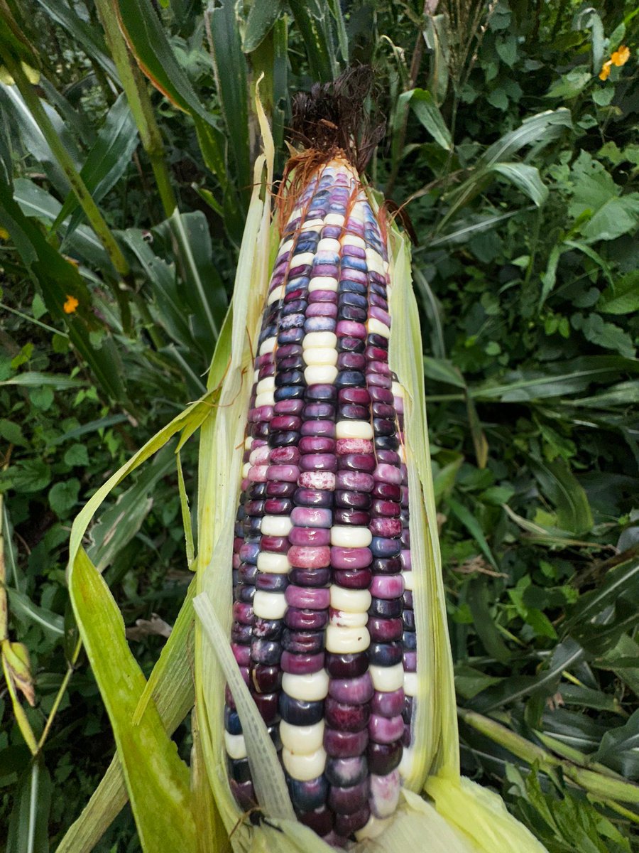 Alex Hasbun tweet media