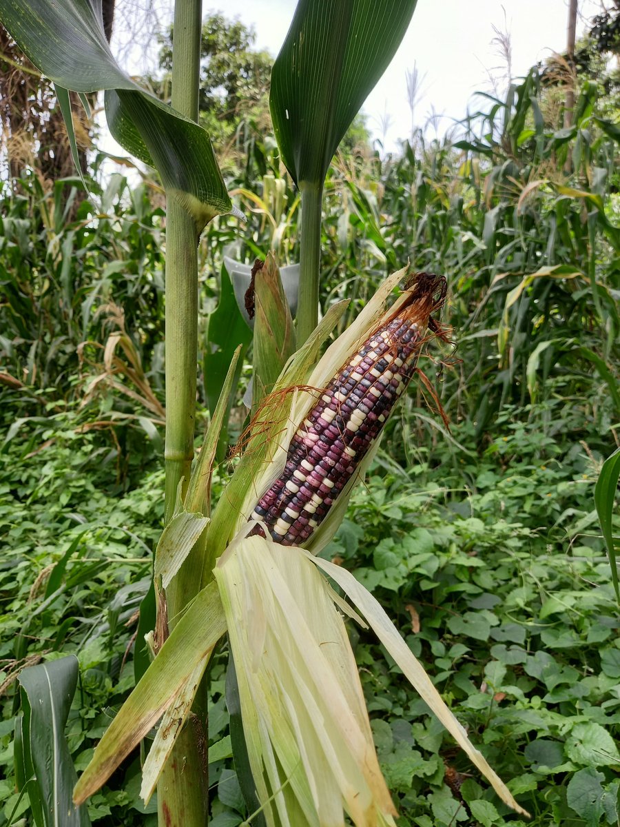 Alex Hasbun tweet media