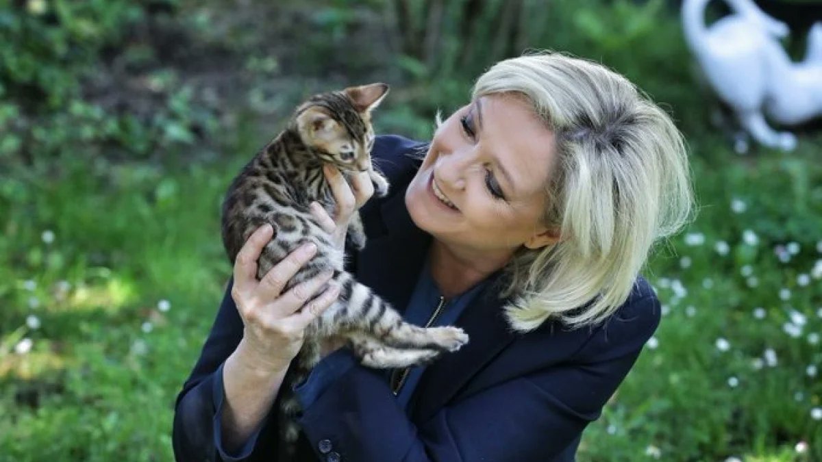 BernardGontran's tweet photo. @Emmanuelle_IDL Sans contrefaçon j'élève des chatons
#TeamRonRon https://t.co/nzLxnoWYhL