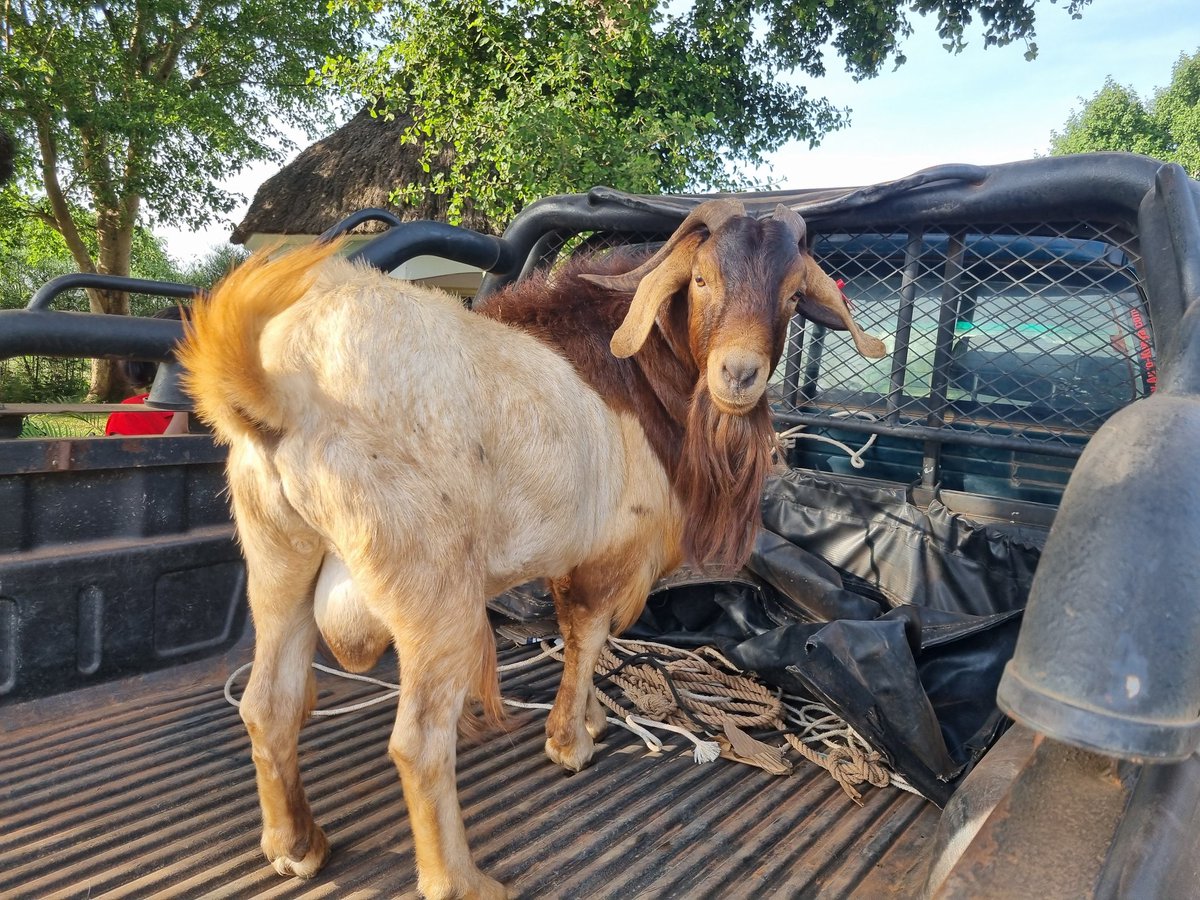 Yesterday I bought this man. I have high hopes in him.  
He's going to drive me into wealth through goat farming.