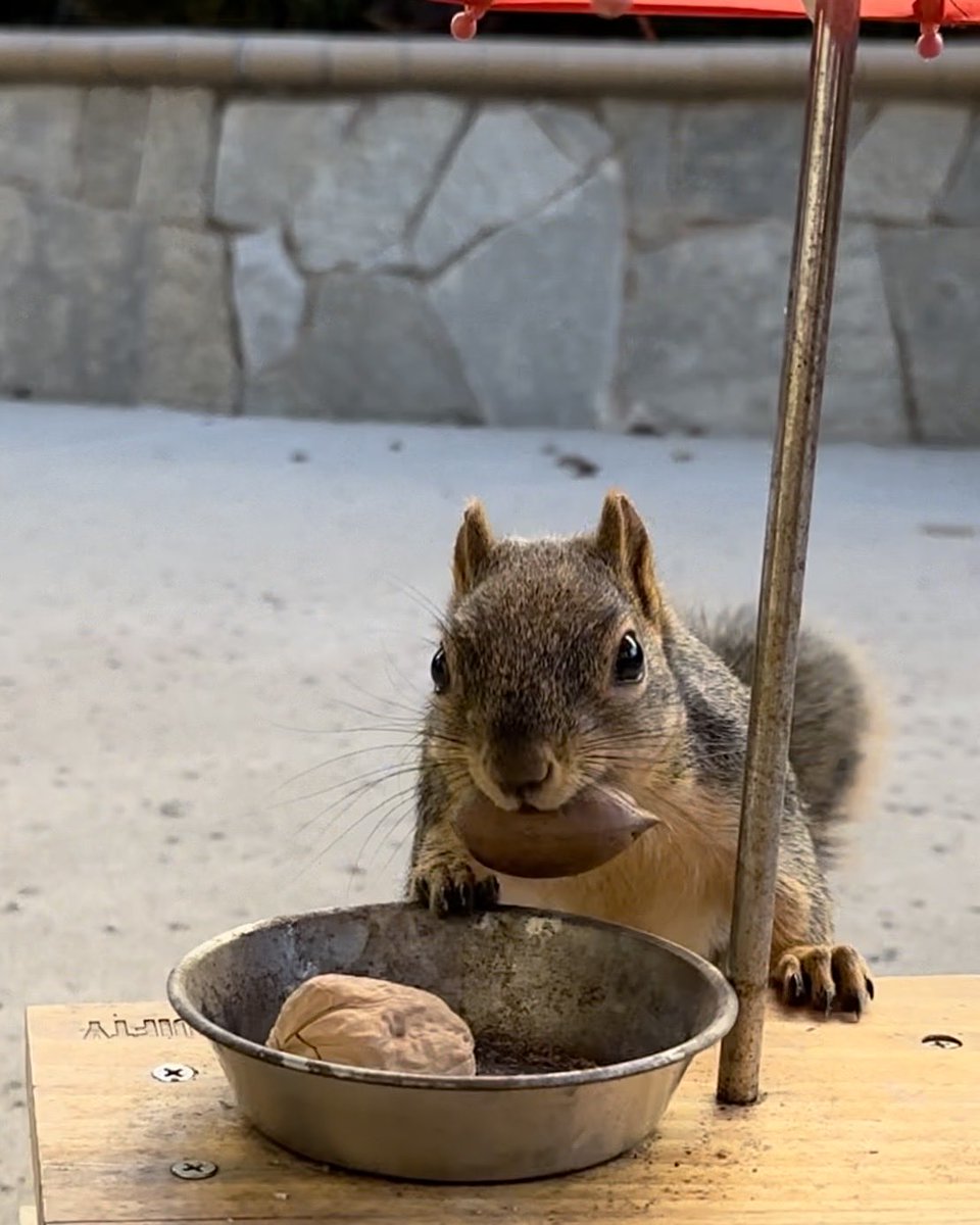 Squirrel Buzz tweet media