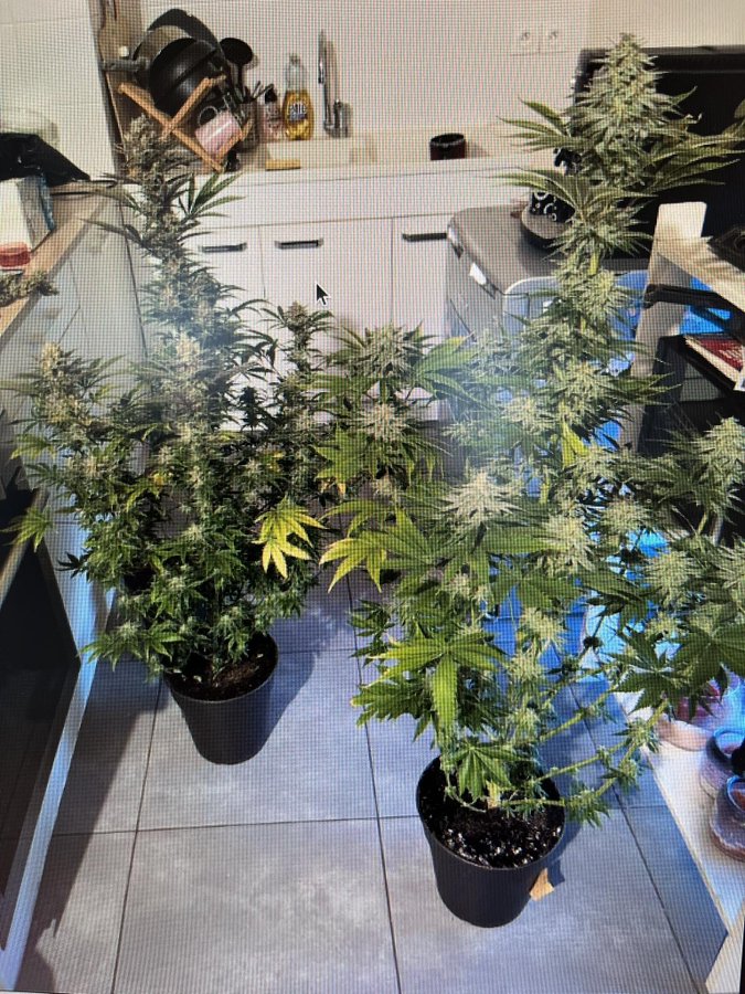 Gendarmerie's tweet image. #ContreLeNarcoTrafic 🎄 Le &quot;sapin de Noël&quot; qui peut mener en garde à vue ! 🤯 Les #gendarmes de Haute-Savoie ont contrôlé 1 conductrice, une odeur suspecte les a menés à son domicile. 🏡
➡️ Contrôle positif au cannabis
➡️ Permis suspendu
➡️ Saisie de pieds de cannabis au domicile