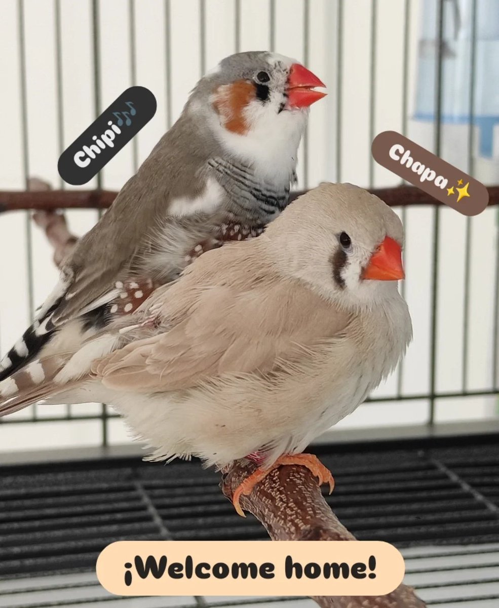 Os presento a mis nuevos hijos como buen millenial ^^