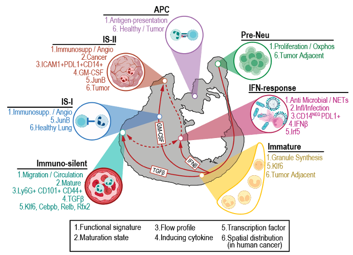 In summary: NeuMap redefines how we see neutrophils, not as random variants, but as a structured compartment with defined hubs, trajectories, and conserved principles across biology. This opens new paths for neutrophil-based diagnostics and therapies. 🚀