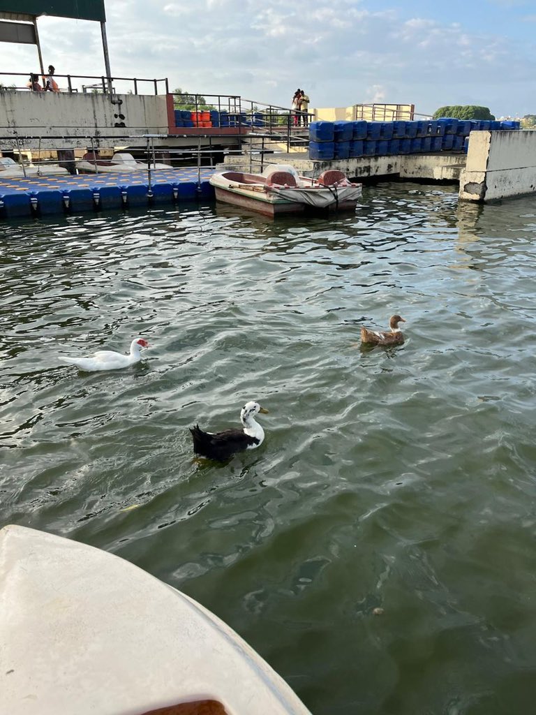 <a href="/prasannasanthi/">prasanna santhi</a> #DailyPictureTheme #Goose