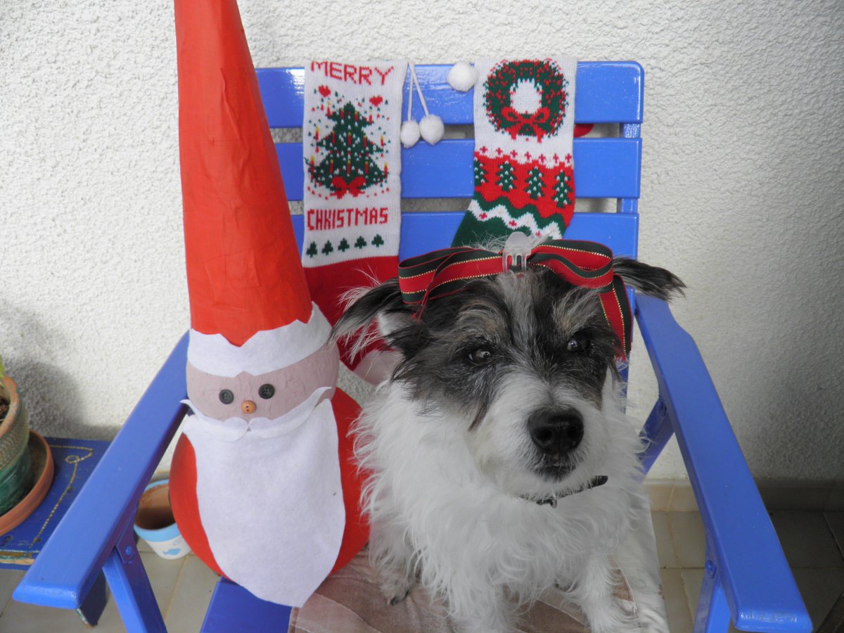 fatgreekodyssey's tweet image. Funny blog piece about living in
#Greece at Christmas.
What happens when you seek a different
(reflective) experience but your eccentric
Greek landlords go full-festive.
bigfatgreekodyssey.com/blog/

#christmas #GreekLife 
#tuesdaybookblog #WritingCommunity @gtpgr
 #Greek #memoirs