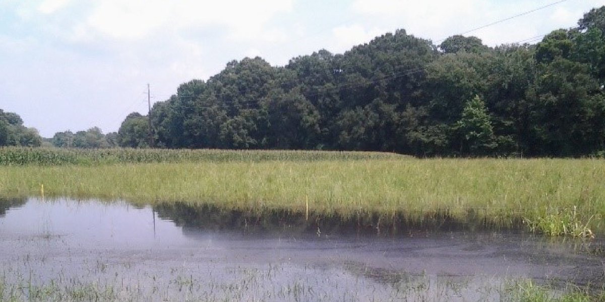 infoCEFS's tweet image. The generosity of #GivingTuesday and celebration of this global generosity movement doesn’t have to end after Tuesday. Join us in striving for climate-friendly food and agriculture systems! Make your gift today at go.ncsu.edu/donatetoCEFS
Learn more: cefs.ncsu.edu/climate-change