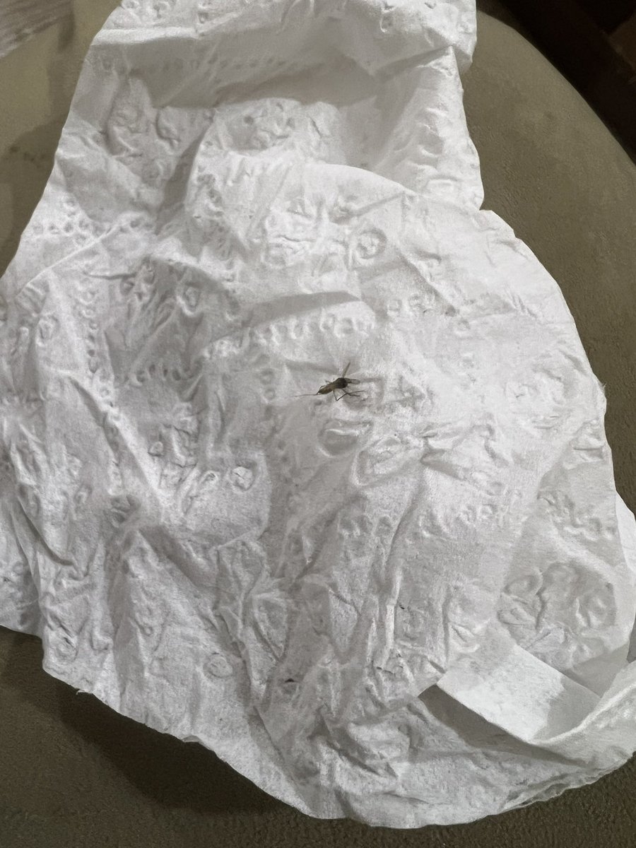 wmsb9's tweet image. ناموسة راسها اسود ربي يكفيني شرها 🥊🔨