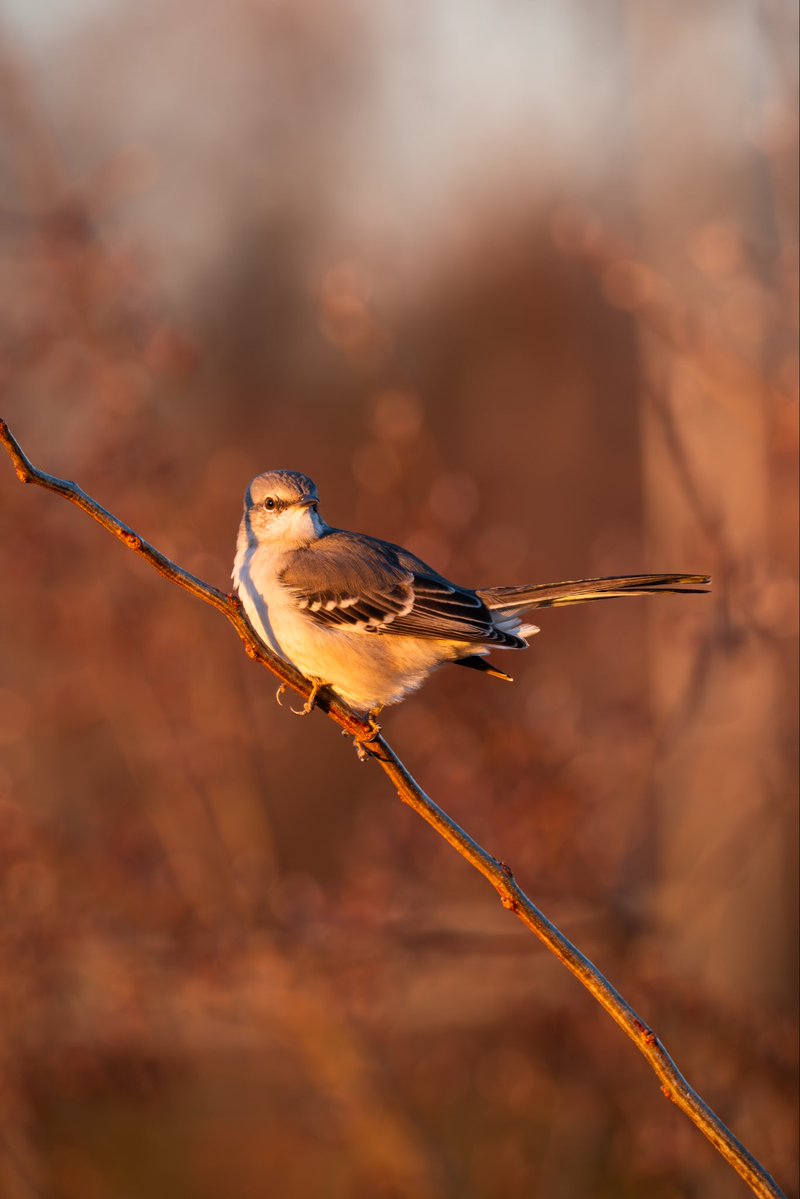 JamisonJPhoto's tweet image. Some of my favorite birds to photograph are tiny birds. They always seem calm though their actions seem sporadic! #birdcpp #birding #wildlifephotography  #fujifilm