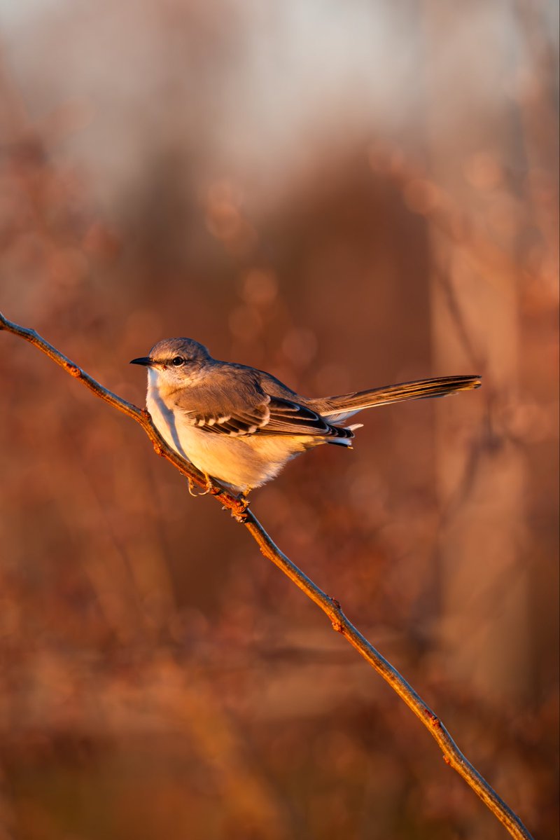JamisonJPhoto's tweet image. Some of my favorite birds to photograph are tiny birds. They always seem calm though their actions seem sporadic! #birdcpp #birding #wildlifephotography  #fujifilm