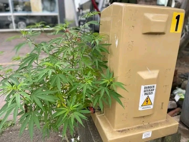 KasiboySA tweet media