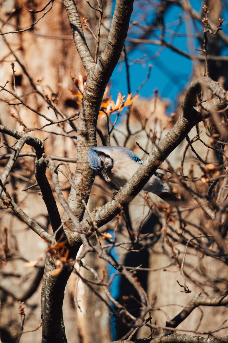 JamisonJPhoto's tweet image. This Blue Jay I shot earlier this morning looks a little tired. What do you think? 

#fujifilm #birdcpp #birding #wildlifephotography