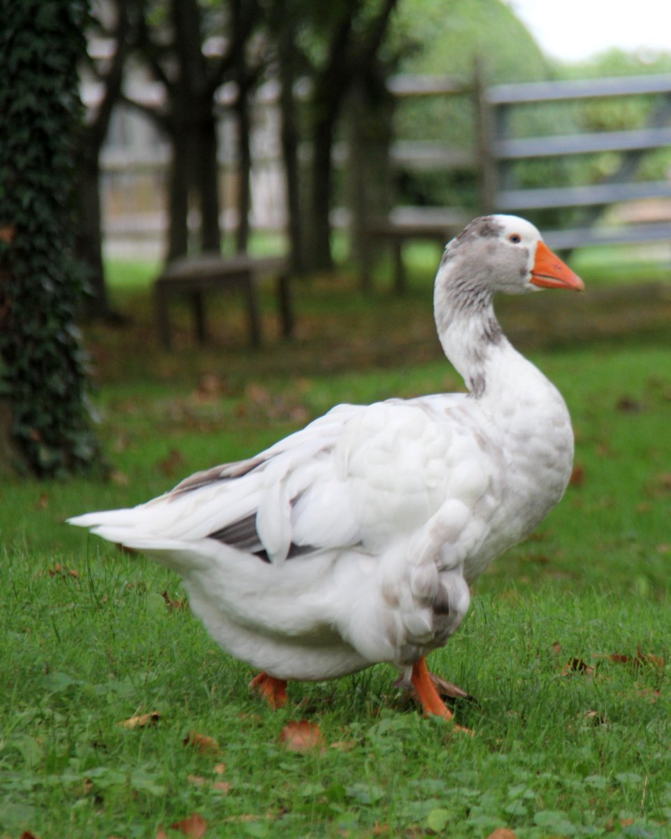 <a href="/DailyPicTheme2/">Daily Picture Theme</a> These wild geese decided to become a flock. L-R: Chinese Goose, Sebastopol Goose and Snow #Goose .