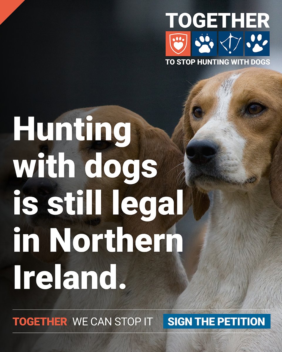 LeagueACS's tweet image. 9,614 people have already added their names to call for an end to hunting with dogs in Northern Ireland, but we need many more.

Add your name today and help consign this barbaric pastime to the past: leagueacs.co.uk/0Pd8c

@USPCA_Official #HuntingWithDogs #TimeForChangeNI