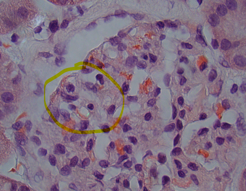 Jonathan Zuckerman MD PhD tweet media