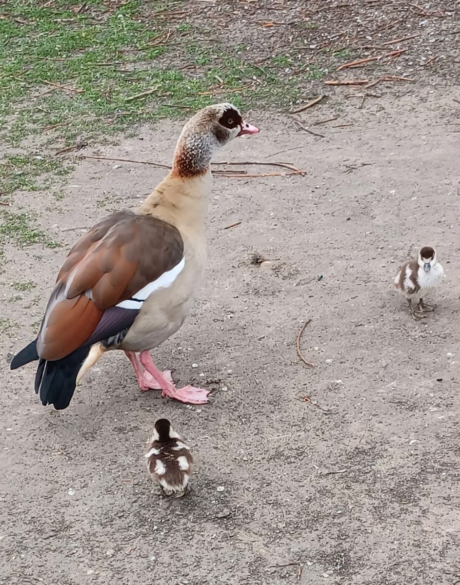 <a href="/DailyPicTheme2/">Daily Picture Theme</a> Mamma #goose and two of her goslings. Taken in March this year, on Clapham Common.  #DailyPictureTheme